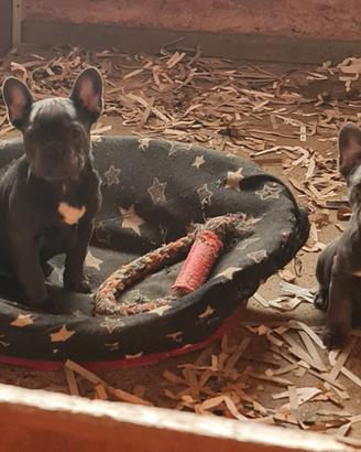 Bulldog francese Cucciolata in allevamento