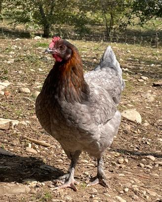 Marans
