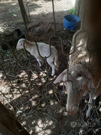 Agnello maschio