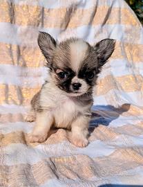 Splendidi cuccioli chihuahua, allevamento enci