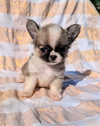 Splendidi cuccioli chihuahua, allevamento enci
