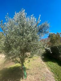 Piante di ulivo