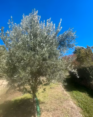 Piante di ulivo