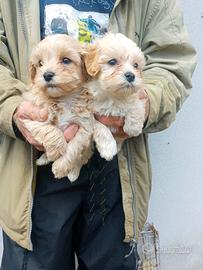 Cuccioli di maltipoo