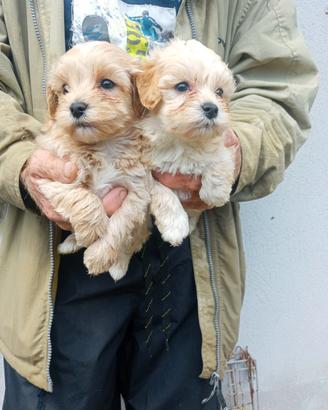 Cuccioli di maltipoo