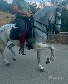 Cavalla PRE di anni 10