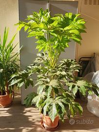 Fatsia Japonica
