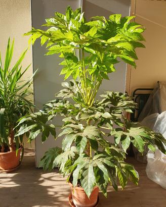 Fatsia Japonica