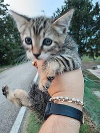 Gattini