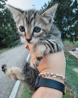 Gattini