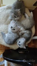 Persiani chinchilla