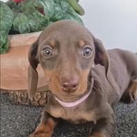 Bassottina cioccolato