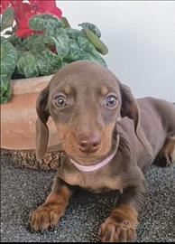 Bassottina cioccolato