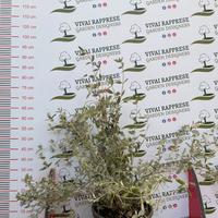 Pianta Teucrium o Camedrio