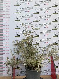 Pianta Teucrium o Camedrio