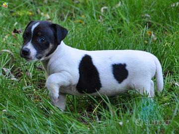Jack Russell maschietto