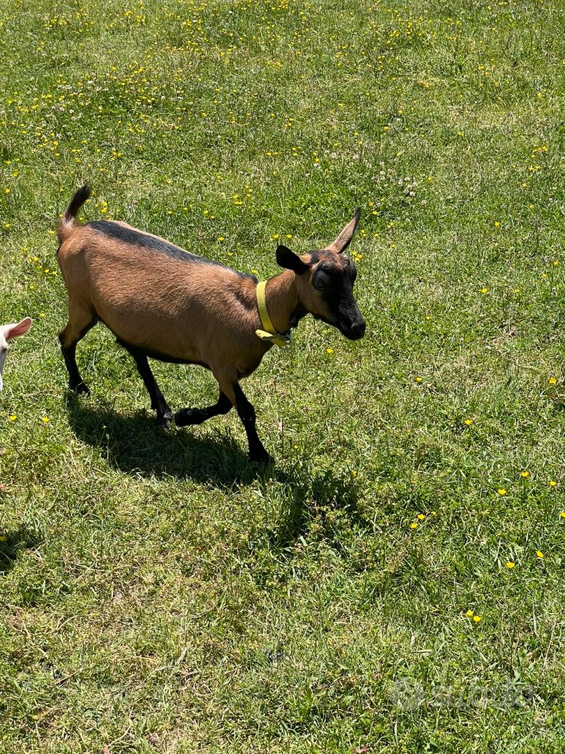 Capretta camosciata - Animali In vendita a Benevento