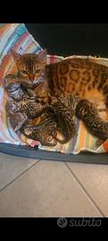 Cuccioli bengala brown a Settembre
