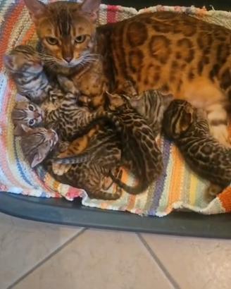 Cuccioli bengala brown a Settembre