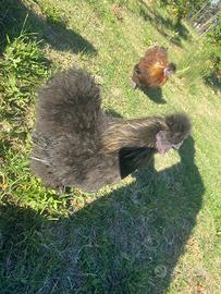Gallo gallina Moroseta