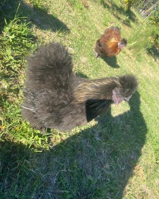 Gallo gallina Moroseta