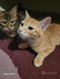 Eros e Isotta cuccioli meravigliosi