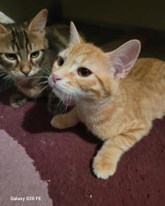Eros e Isotta cuccioli meravigliosi