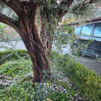 PIANTE DI ULIVO DI 40 ANNI