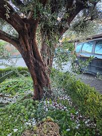 PIANTE DI ULIVO DI 40 ANNI