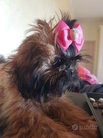 Imperiale Shih tzu
