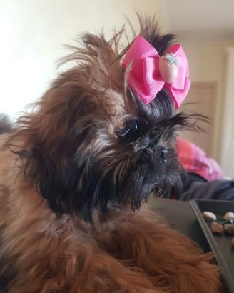 Imperiale Shih tzu