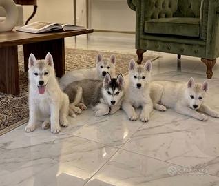 Cuccioli di Siberian husky