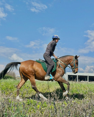Cavallo PSA