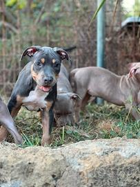 American pitbull terrier