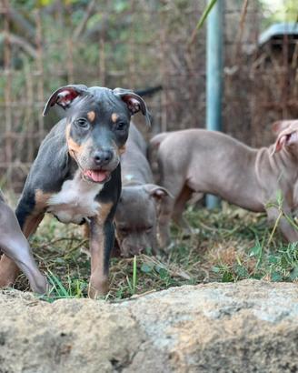 American pitbull terrier