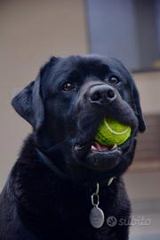 Labrador Nero disponibile per monte