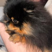 Pomerania nano maschio per monta