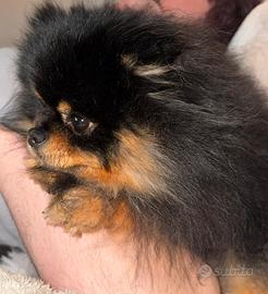 Pomerania nano maschio per monta