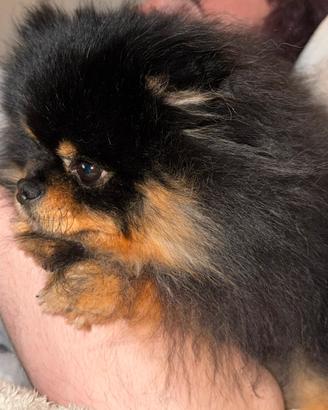 Pomerania nano maschio per monta