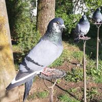 Piccioni addestrati per la caccia