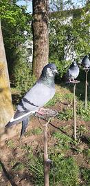 Piccioni addestrati per la caccia