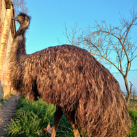 Emu australiano