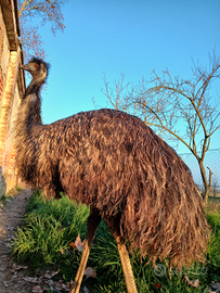 Emu australiano