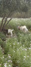 Capra