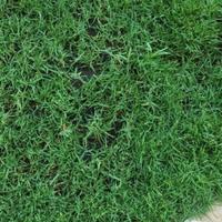 Prato Paspalum Vaginatum 🌿 Resistente e versatile!