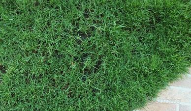 Prato Paspalum Vaginatum 🌿 Resistente e versatile!