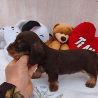 Bassotti pelo ruvido