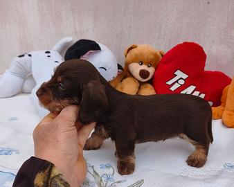 Bassotti pelo ruvido