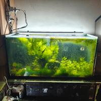 Acquario Tropicale Pesci 175L Misure 100x50x35