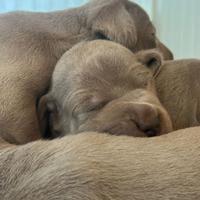 Cuccioli weimaraner